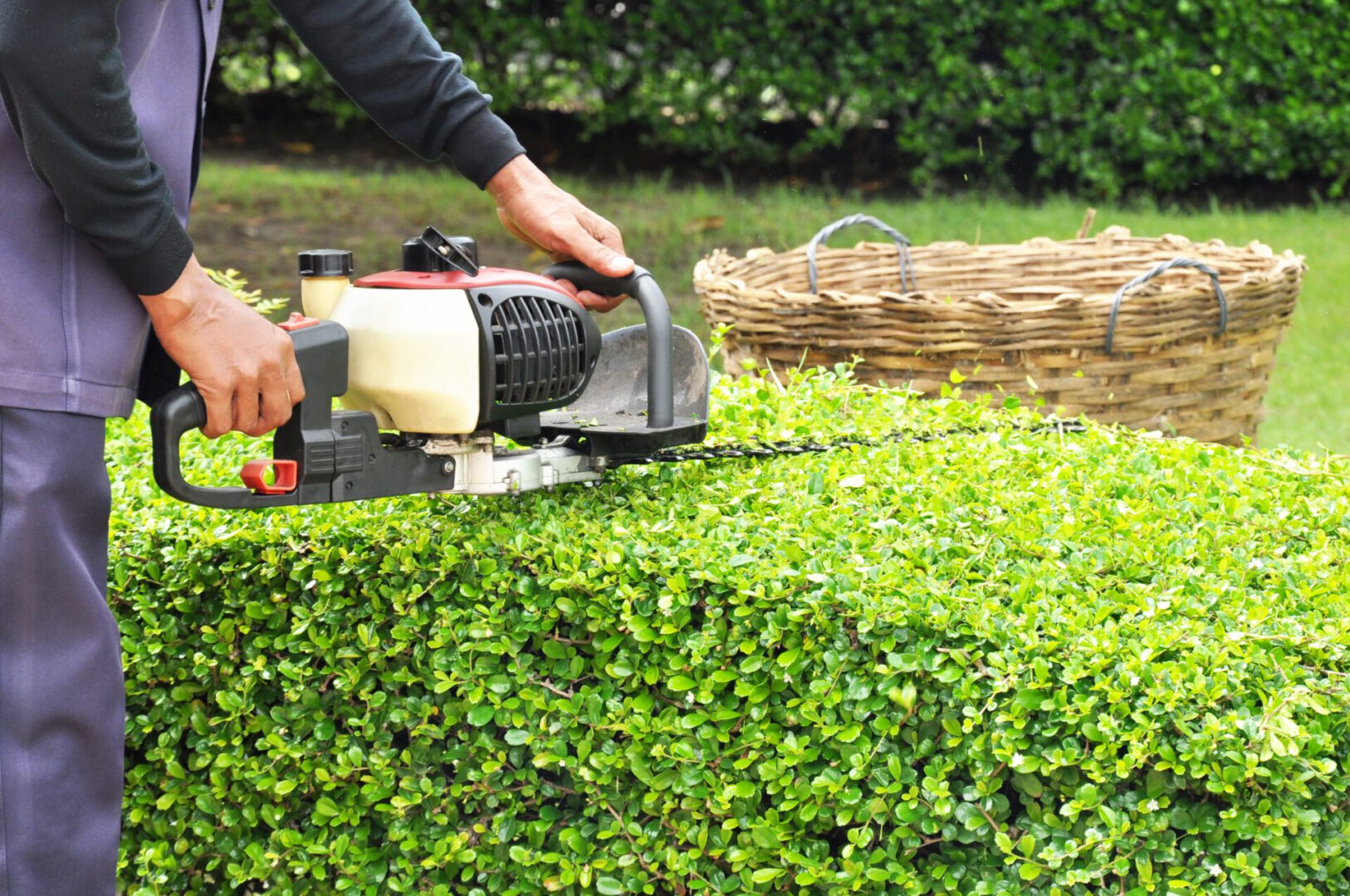 Person trimming hedge with electric trimmer.