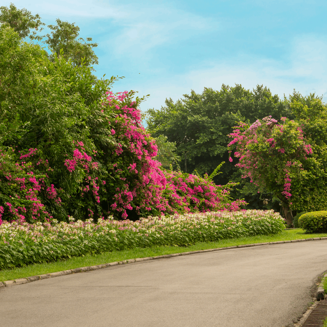 Pathway lined with vibrant pink flowering bushes.
